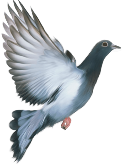 Download DOVE Free PNG transparent image and clipart