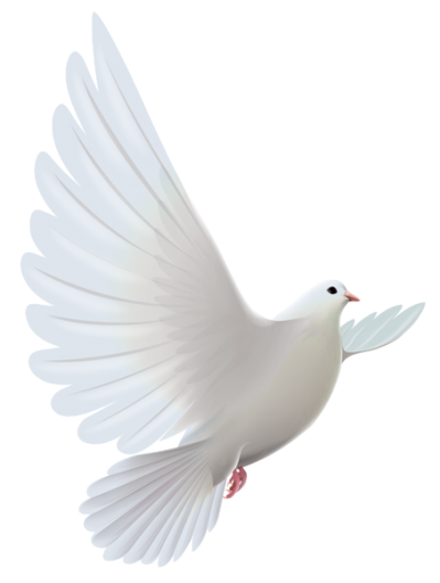 Flying White Dove Graphic illustration Png PNG Images