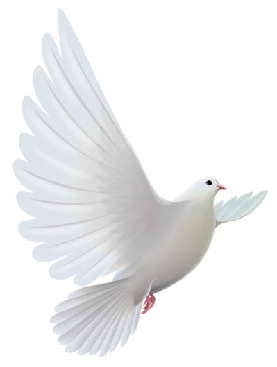 Flying White Dove Graphic Illustration Png PNG Images