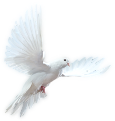 Nature Real White Flying Dove Free Transparent PNG Images