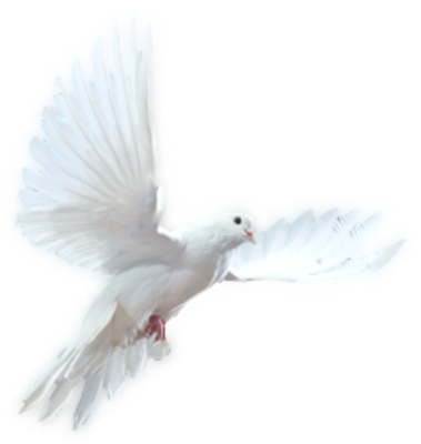 Download DOVE Free PNG transparent image and clipart