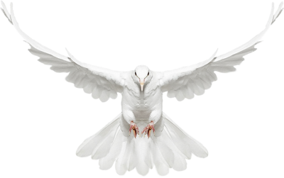 Noble White Flying Dove Png Transparent PNG Images