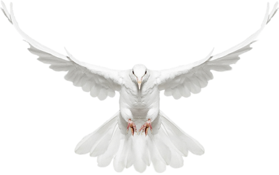 Download DOVE Free PNG transparent image and clipart