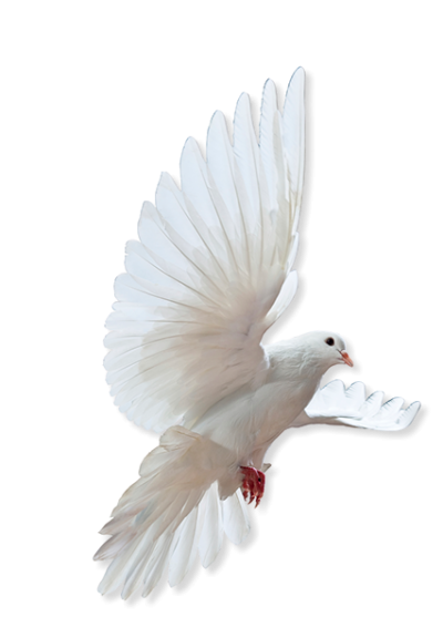 Quality Dove Png Photos Free PNG Images