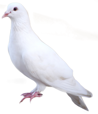 Download DOVE Free PNG transparent image and clipart