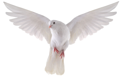Sweet And Beautiful Flying White Dove Transparent Background PNG Images