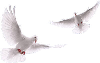 Two Flying White Doves Clipart Png PNG Images
