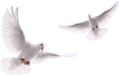 Download DOVE Free PNG transparent image and clipart