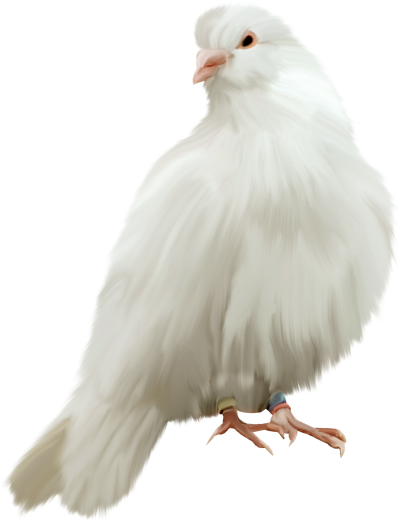 Very Fluffy White Dove Transparent Hd PNG Images