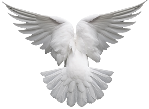 White Back Dove Clipart Png PNG Images