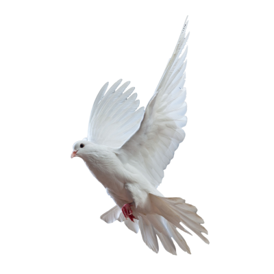 White Dove Flying To Left Png Transparent PNG Images