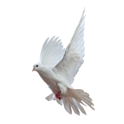 Download DOVE Free PNG transparent image and clipart