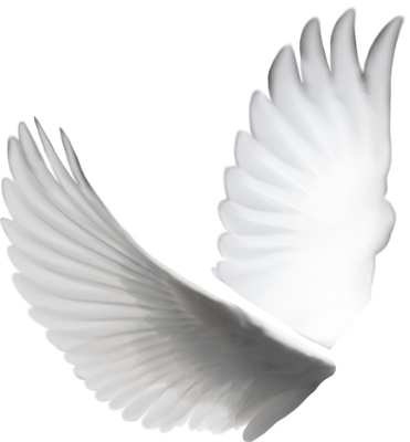 White Dove Wing Free Png PNG Images