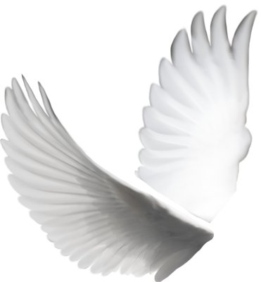 Download DOVE Free PNG transparent image and clipart