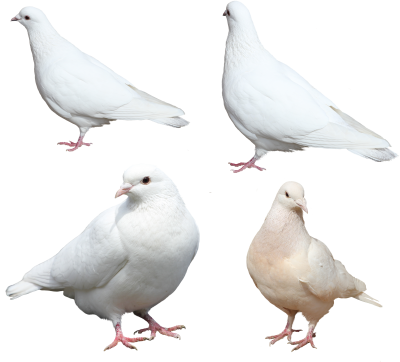 White Doves Background Transparent PNG Images