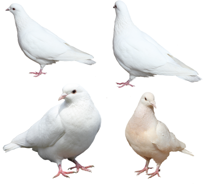 Download DOVE Free PNG transparent image and clipart