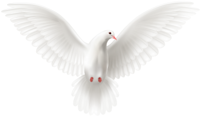 White Flying Dove Transparent Background PNG Images