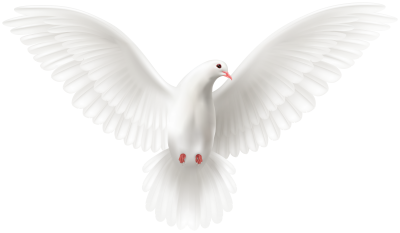 Download DOVE Free PNG transparent image and clipart