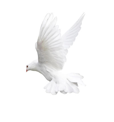 White Flying Pigeon Hd Png PNG Images