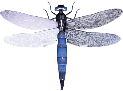 Dragonfly Tattoos Photos PNG Images