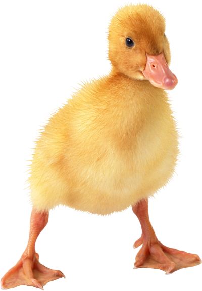 Duck Baby Clipart PNG File PNG Images