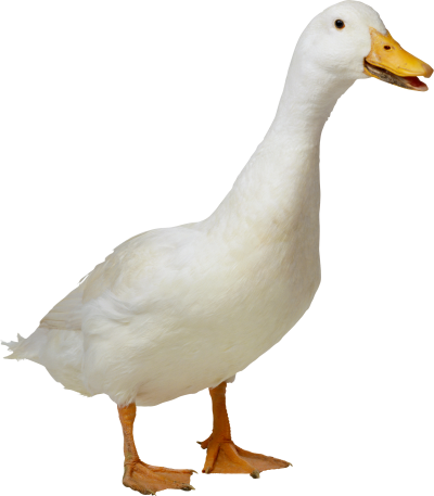 Duck White Amazing Image Download PNG Images