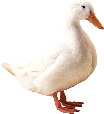 White Duck Clipart HD PNG Images