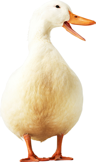 White Duck Simple PNG Images