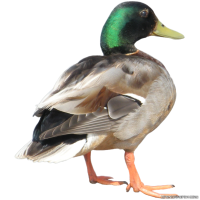 Duck PNG Icon PNG Images