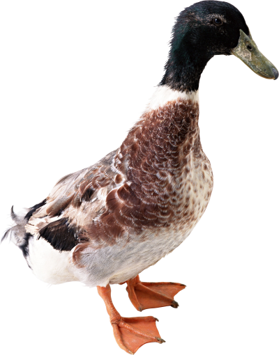 Duck Free Cut Out PNG Images