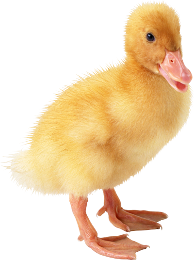 Duck Baby Best Png PNG Images