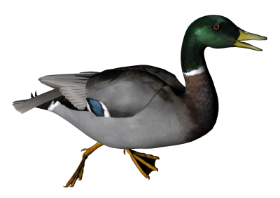 Duck Icon Clipart PNG Images