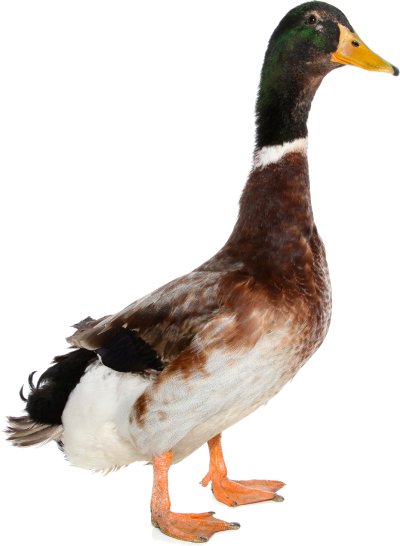 Duck Photos PNG Images