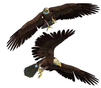 Eagle Background PNG Images