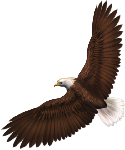 Eagle Transparent Image PNG Images