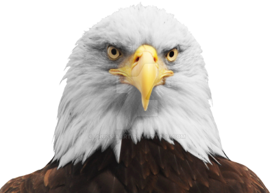 Eagle Clipart PNG Photos PNG Images