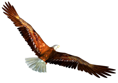 Download EAGLE Free PNG transparent image and clipart