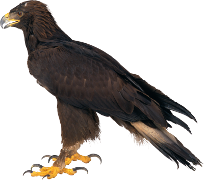 Download Eagle PNG PNG Images