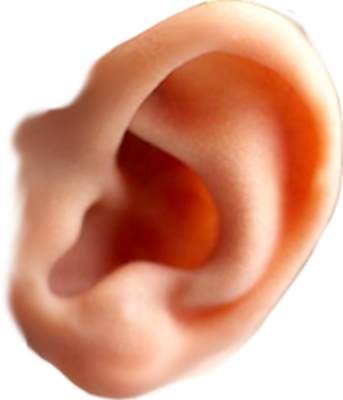 Chin Clip Art, Ear Image Transparent PNG Images