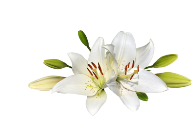 Easter Flower HD Image PNG Images