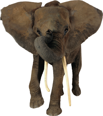 Background Elephant PNG Images