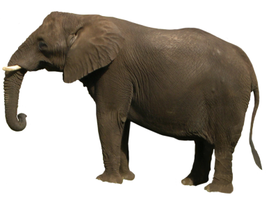 Elephant Cut Out PNG Images