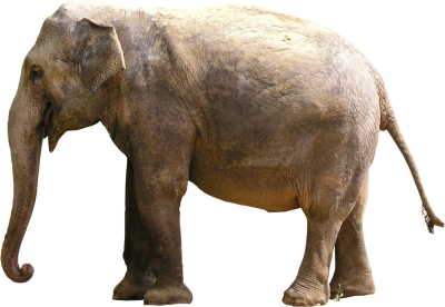 Elephant Free Download PNG Images