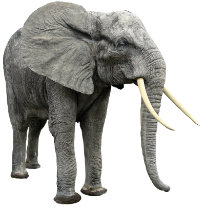 Elephant Transparent Picture PNG Images