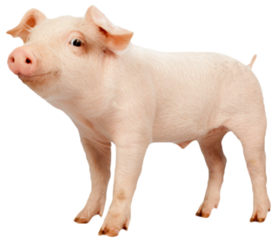 Animal, Pig, Farm Transparent Clipart PNG Images