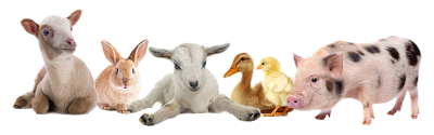 Farm Animals Hd Transparent PNG Images