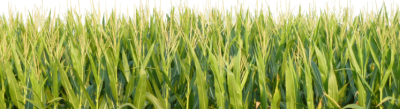 Grasses, Farm Clipart Png PNG Images