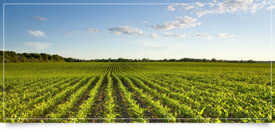 Plant, Foliage, Agricultural Field Farm Transparent Png PNG Images