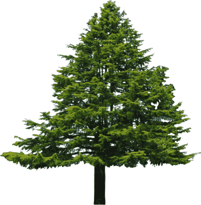 Alive Fir Tree Transparent Png PNG Images