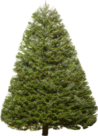 Fir Tree Clipart Png PNG Images
